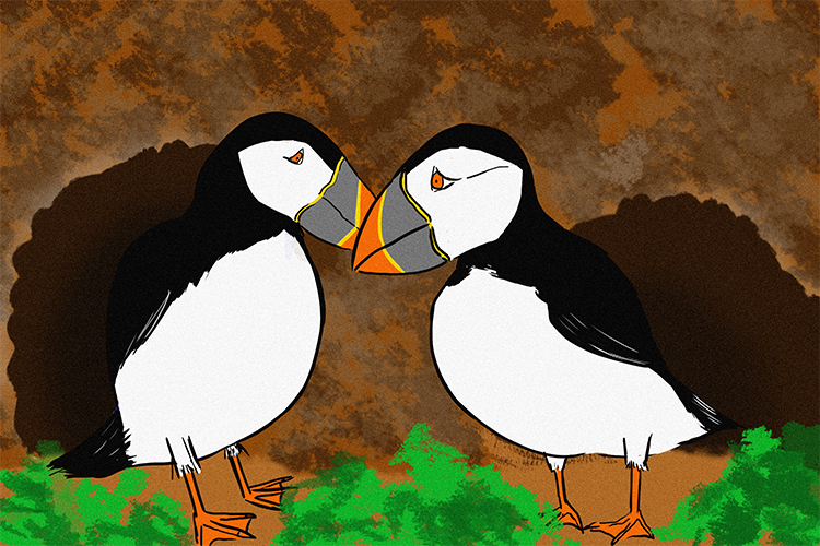 Atlantic puffins nest in rabbit burrows where the rabbit is unaffected because it doesn’t use the burrow the puffin can benefit by the safe haven